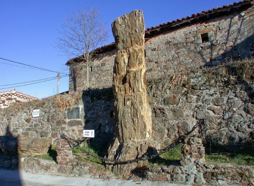 Árboles fósiles de Hacinas, de unos 120 millones de años