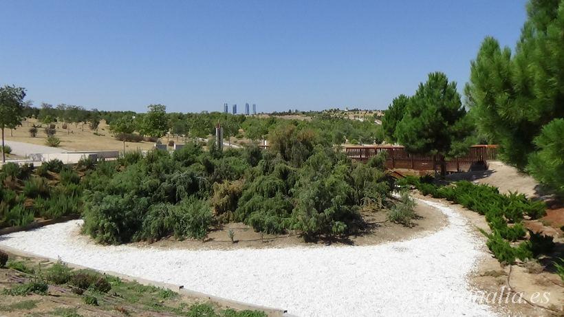 Parque Forestal de Valdebebas Felipe VI, el gran árbol de Madrid y su mayor parque urbano