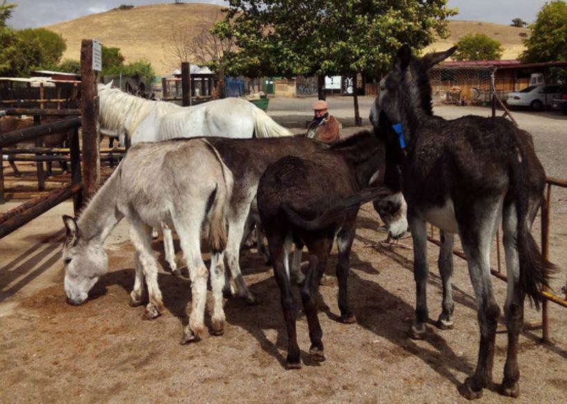 Burrolandia, un plan diferente para niños y adultos, los domingos por la mañana en Tres Cantos