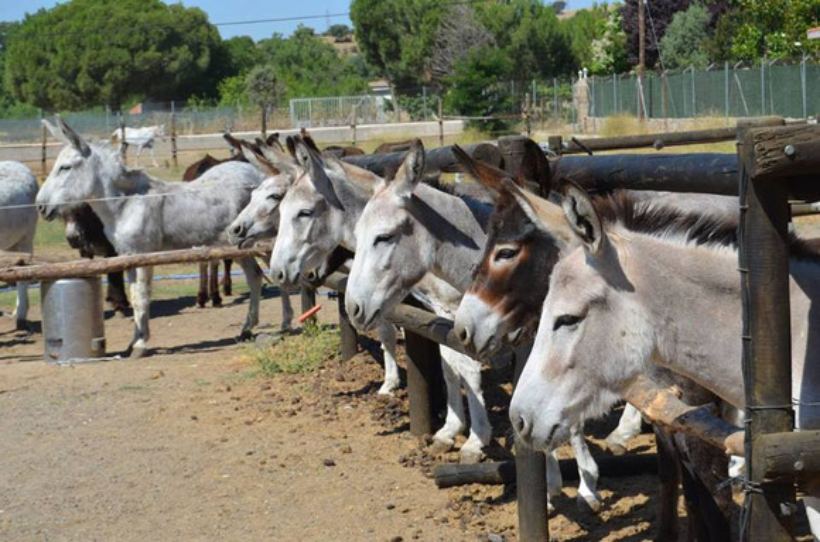 Burrolandia, un plan diferente para niños y adultos, los domingos por la mañana en Tres Cantos