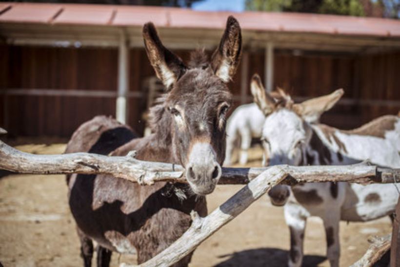 Burrolandia, un plan diferente para niños y adultos, los domingos por la mañana en Tres Cantos