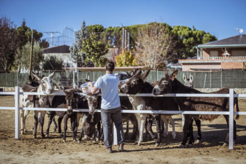 Burrolandia, un plan diferente para niños y adultos, los domingos por la mañana en Tres Cantos