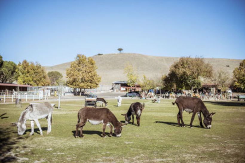 Burrolandia, un plan diferente para niños y adultos, los domingos por la mañana en Tres Cantos